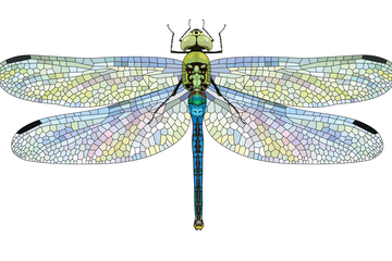 Dragonfly: 500+ staff sign open letter for Google to drop new Chinese search engine