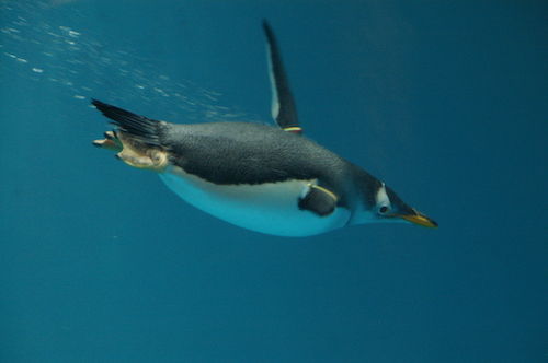 penguin diving