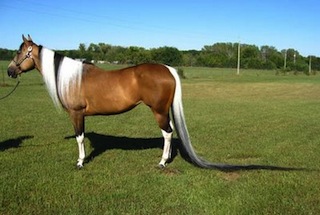 long-tail-horse