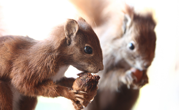squirrels squirrels