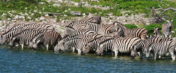 zebrasafari zebrasafari