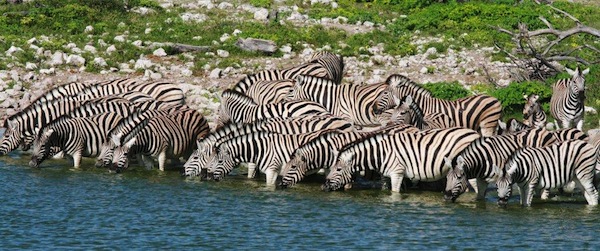 zebrasafari