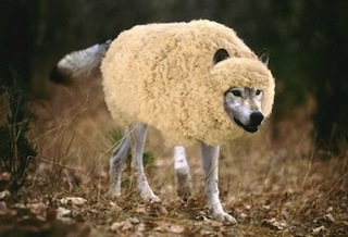 wolf-in-sheeps-clothing