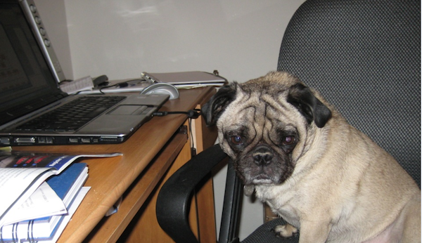 Dog at Laptop