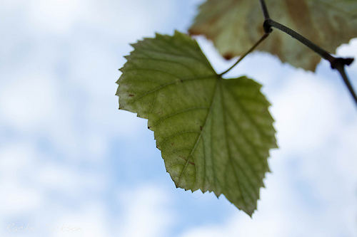 Green Leaf