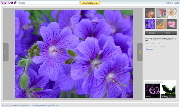 yahoo-image-search-flowers