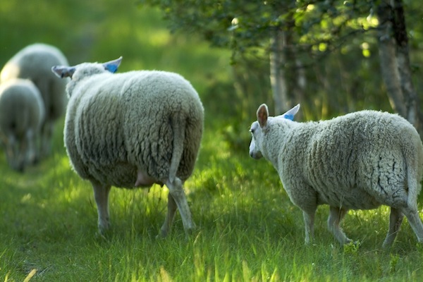 sheep sheep