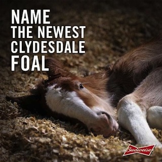 budweiser-name-the-newest-clydesdale-foal