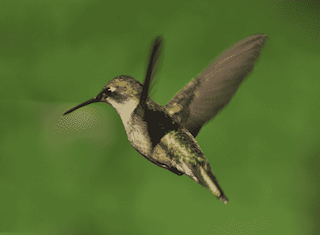 Hummingbird